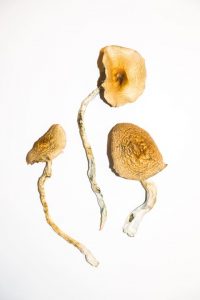 Golden Teacher – Magic Mushrooms 1 Golden Teacher – Magic Mushrooms 1