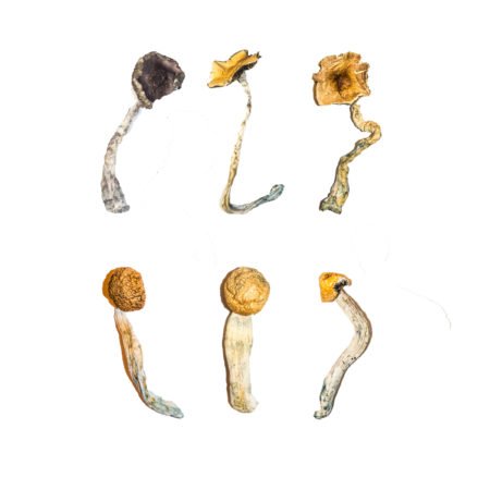 Magic mushroom beginner and sampler kits in Canada
