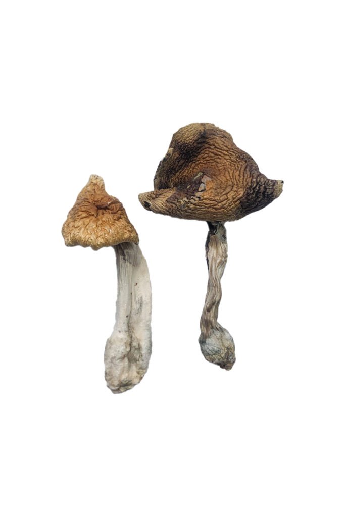 Hawaiian Magic Mushrooms Hawaiian Magic Mushrooms