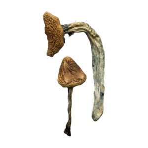 Jedi Mind Fuck Magic Mushrooms