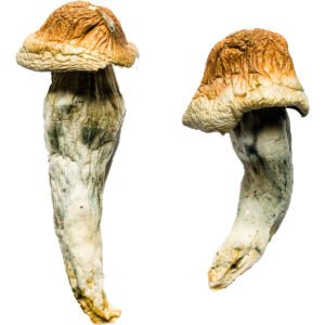 Penis Envy XL Shrooms