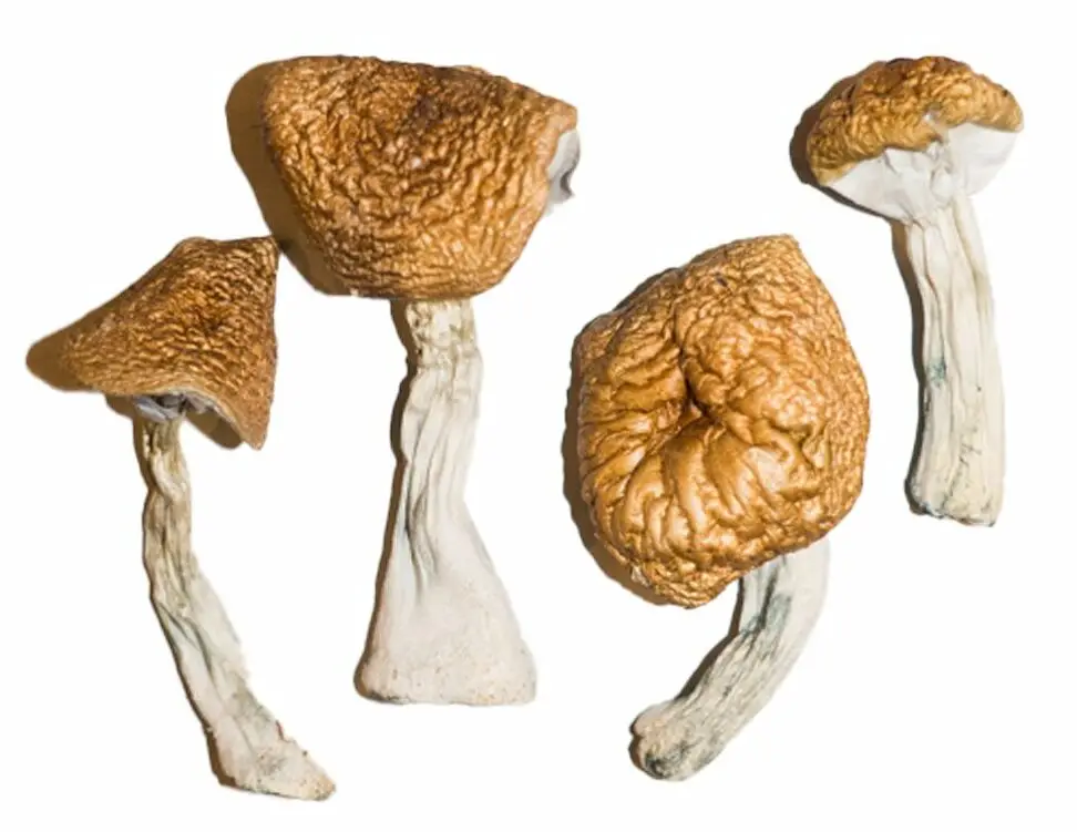Burmese Magic Mushrooms Burmese Magic Mushrooms