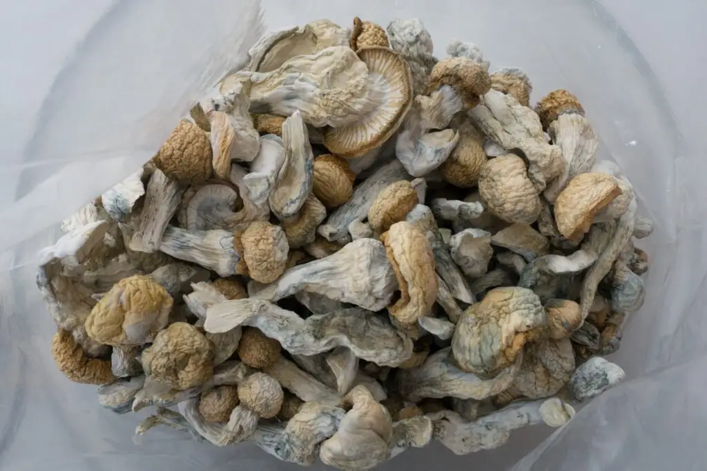 Penis Envy Magic Mushrooms 5 Most Potent Magic Mushroom Strains Penis Envy Magic Mushrooms - 5 Most Potent Magic Mushroom Strains