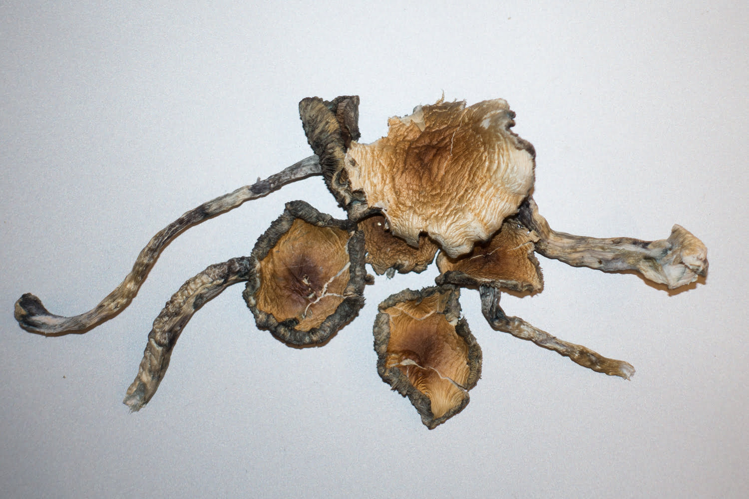 blue meanie magic mushrooms blue meanie magic mushrooms