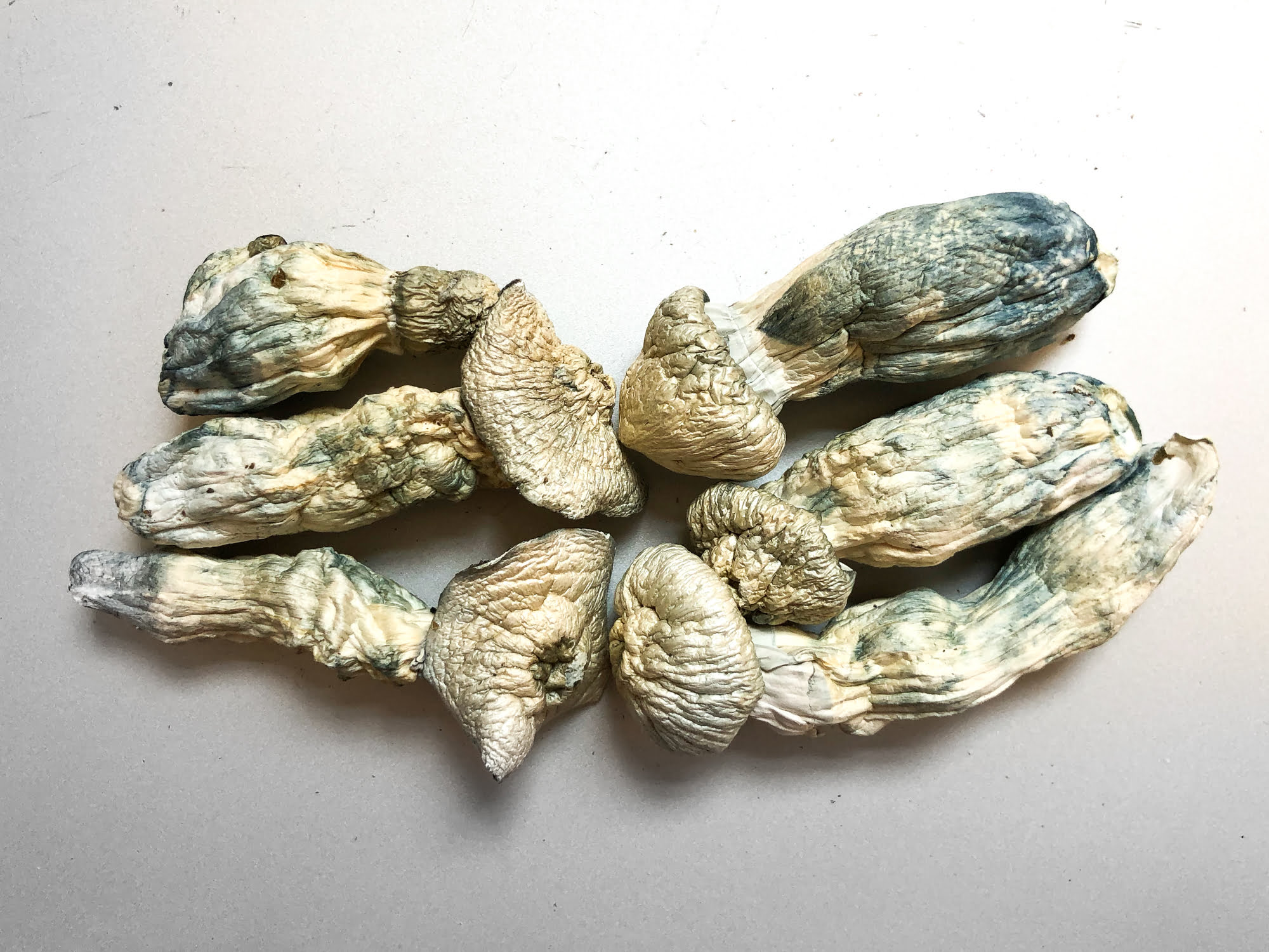 great white monster magic mushroom great white monster magic mushroom