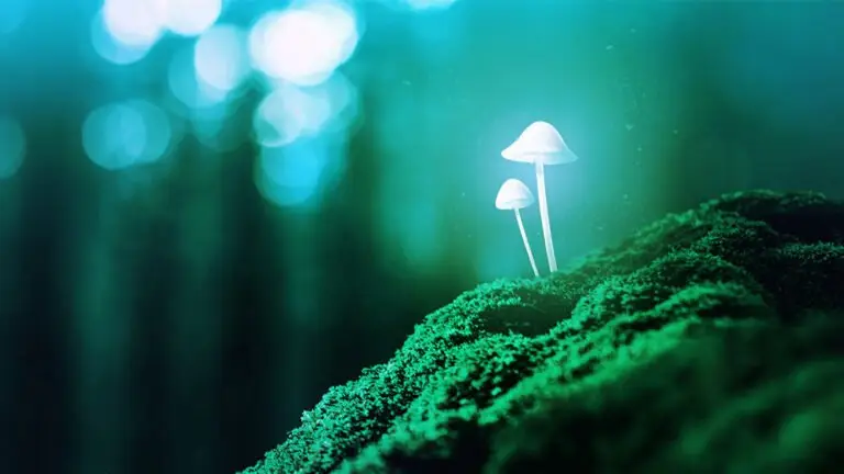 magic mushrooms effects
