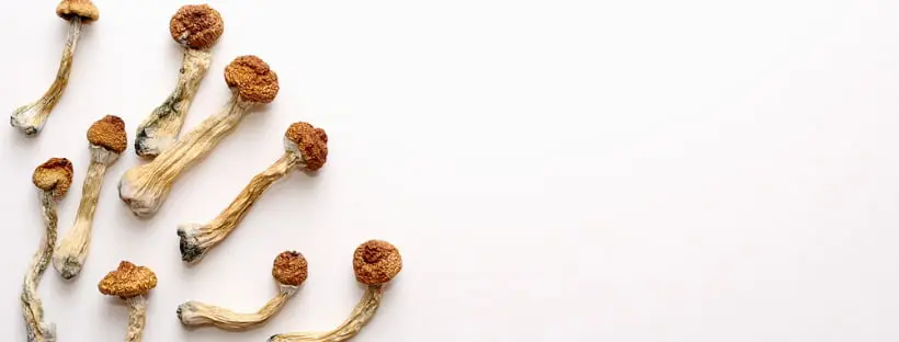 Store Your Magic Mushrooms Securely Store Your Magic Mushrooms Securely