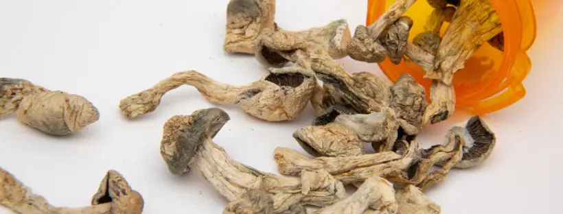 Where To Buy Magic Mushrooms 1 Where To Buy Magic Mushrooms 1