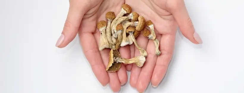What Magic Mushrooms Do To Your Body What Magic Mushrooms Do To Your Body