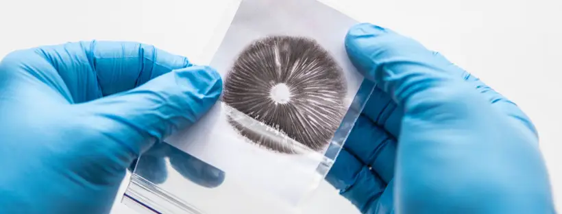 Is Buying Magic Mushroom Spores Worth It Is Buying Magic Mushroom Spores Worth It
