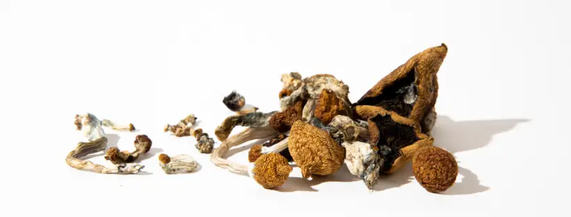 Where To Buy Magic Mushroom Spores In Canada 1 Where To Buy Magic Mushroom Spores In Canada 1