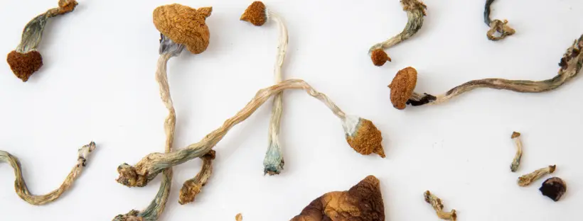 There Are Many Strains Of Magic Mushrooms There Are Many Strains Of Magic Mushrooms