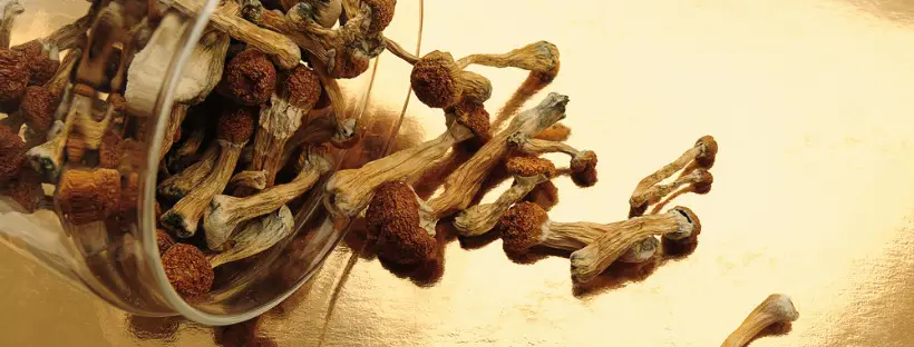 Macrodosing vs Microdosing Psilocybin Macrodosing vs Microdosing Psilocybin