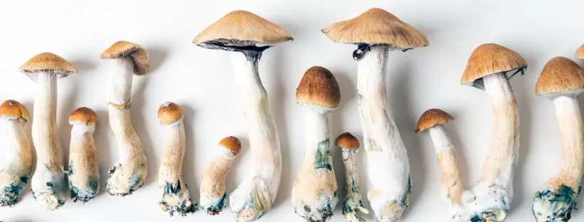 Pros Of Macrodosing Psilocybin Pros Of Macrodosing Psilocybin