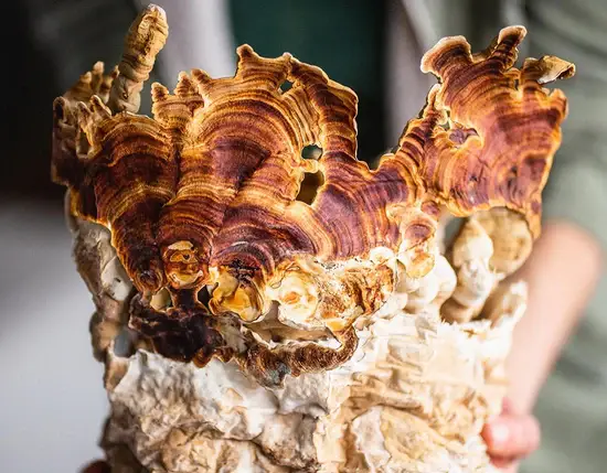 Stay Wyld Organics Reishi Mushroom Capsules Ingredients