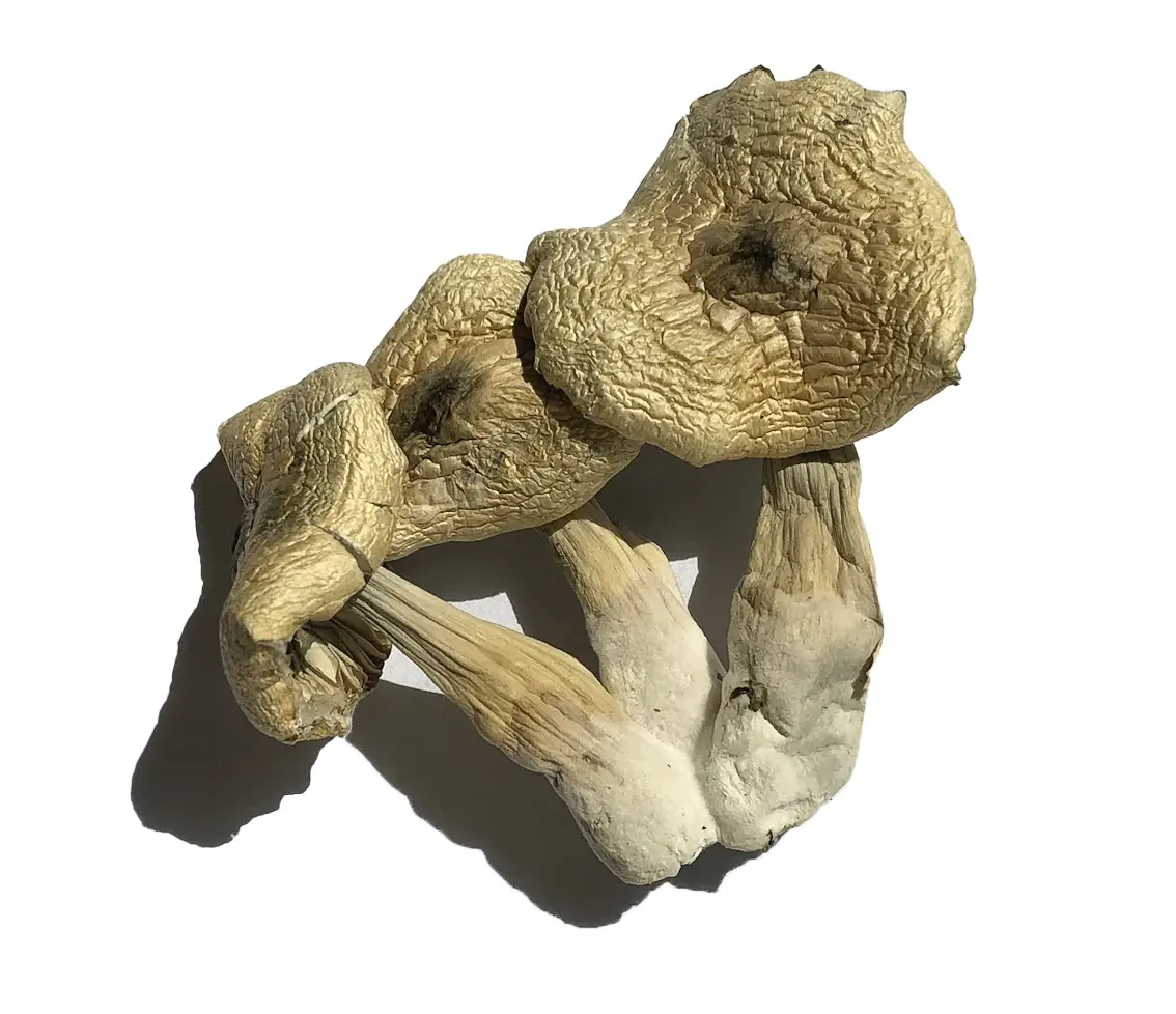 White Rabbit Magic Mushrooms Strain