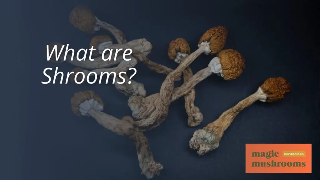 What are Shrooms What are Shrooms