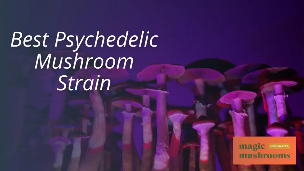 Best Psychedelic Mushroom Strain Best Psychedelic Mushroom Strain