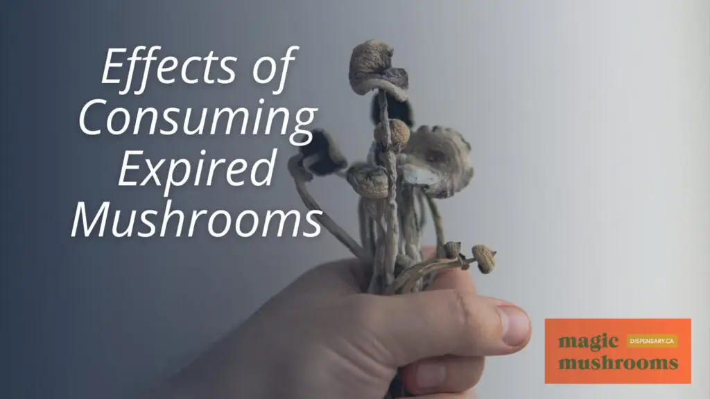 Effects of Consuming Expired Mushrooms Effects of Consuming Expired Mushrooms