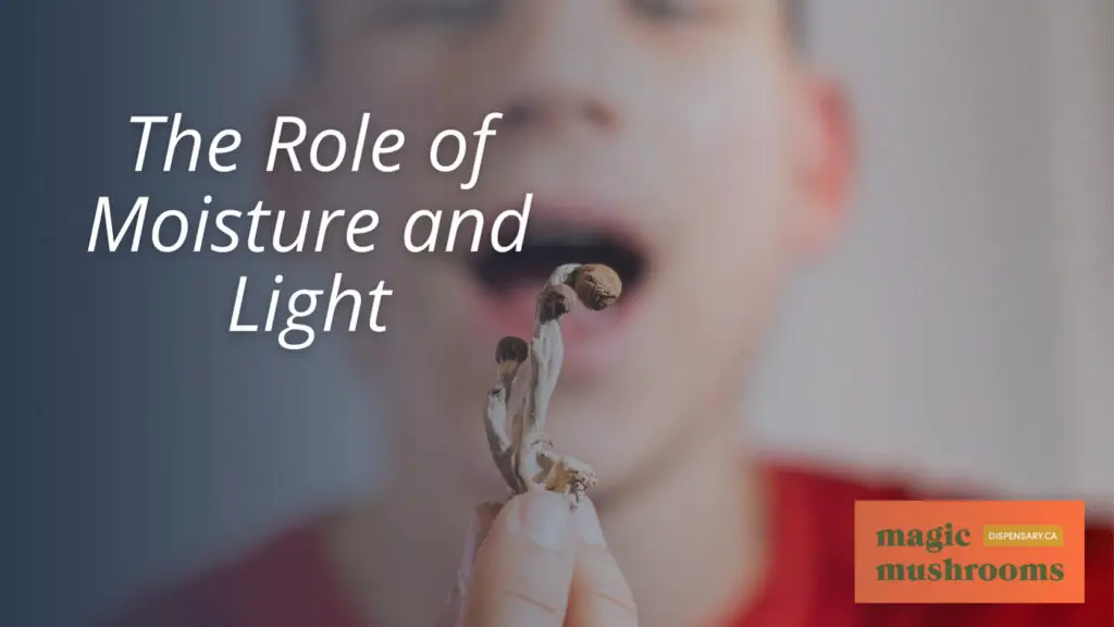 The Role of Moisture and Light The Role of Moisture and Light