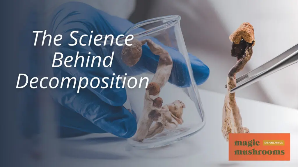 The Science Behind Decomposition The Science Behind Decomposition