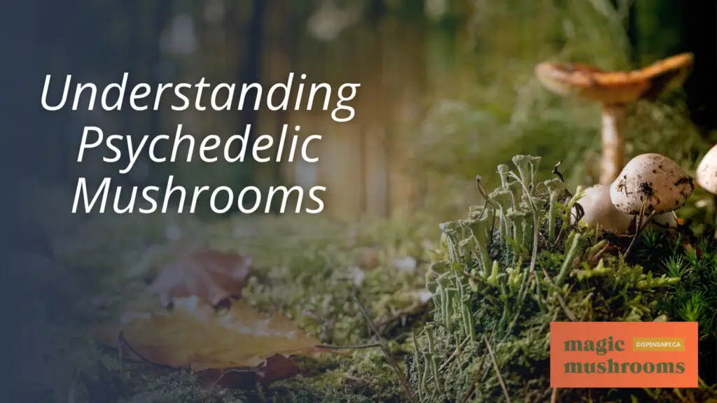 Understanding Psychedelic Mushrooms Understanding Psychedelic Mushrooms