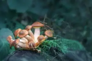 Are Magic Mushrooms Bad for You?