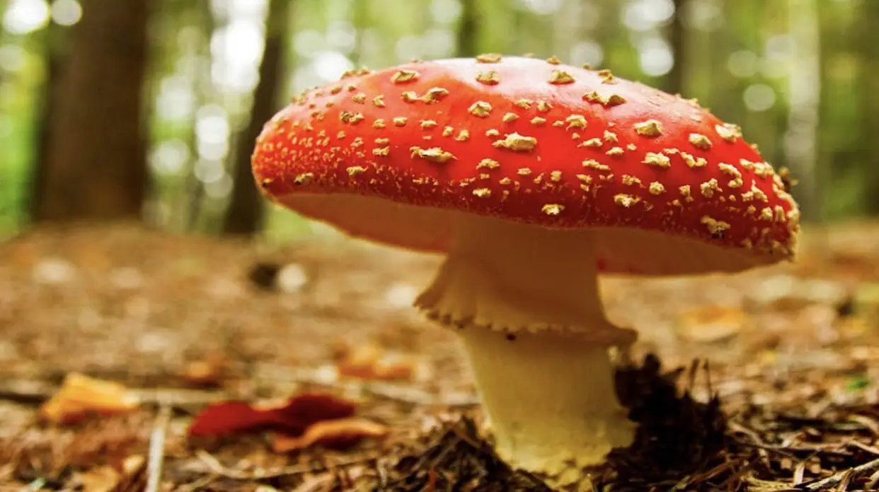 Are Magic Mushrooms Poisonous?
