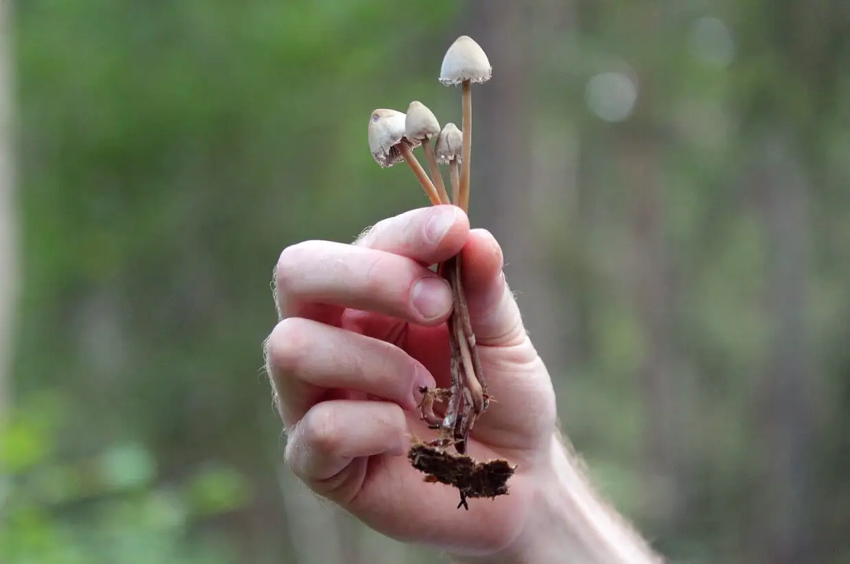 Are Mushrooms Addictive