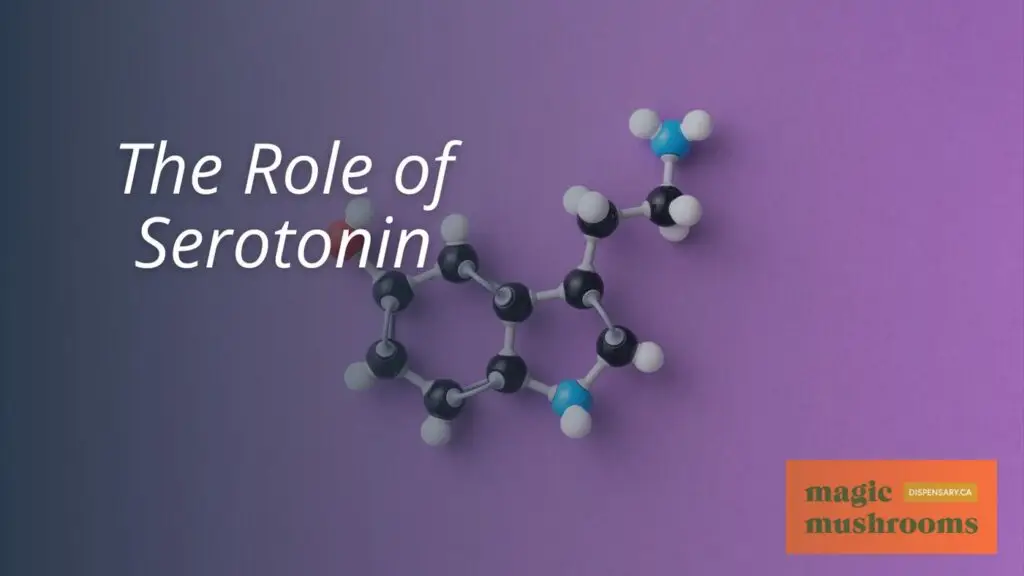 The Role of Serotonin The Role of Serotonin