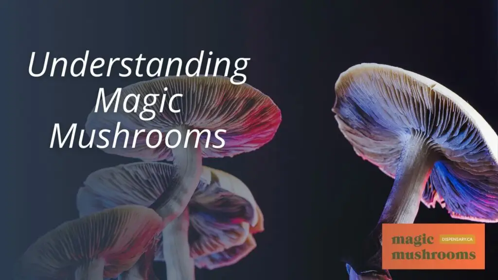 Understanding Magic Mushrooms Understanding Magic Mushrooms