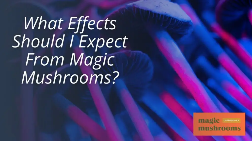 What Effects Should I Expect From Magic Mushrooms What Effects Should I Expect From Magic Mushrooms