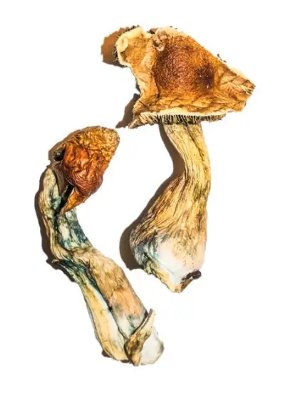 B+ Magic Mushrooms B+ Magic Mushrooms