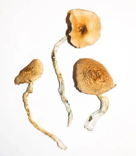 Golden Teacher Magic Mushrooms Golden Teacher Magic Mushrooms