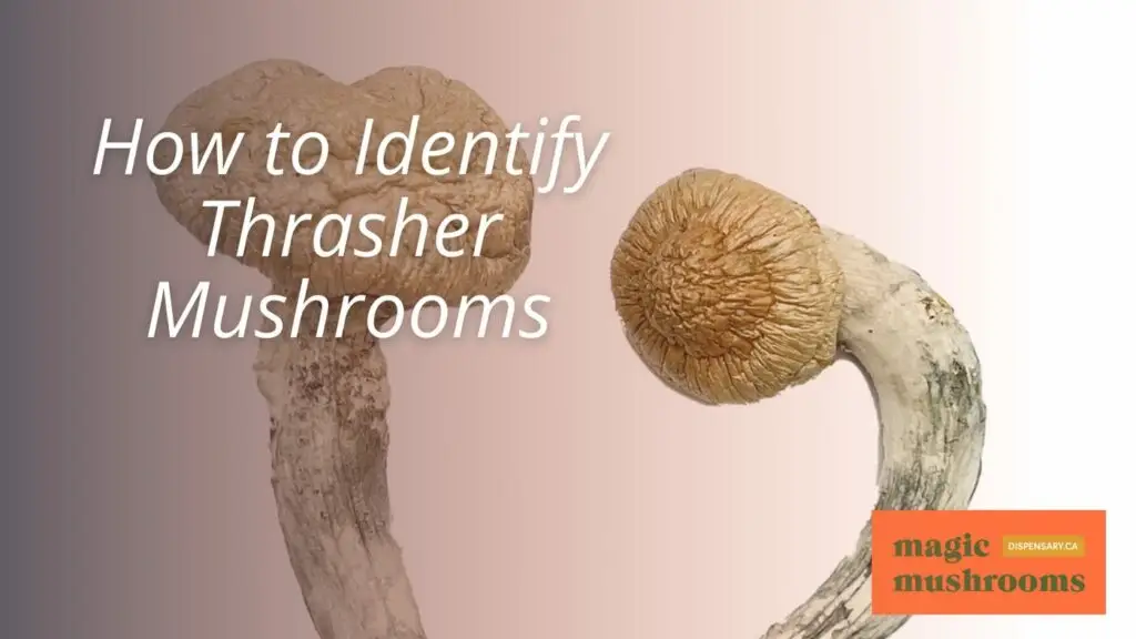 How to Identify Thrasher Mushrooms