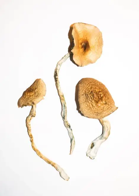 Magic Mushroom Benefit Mind and Body