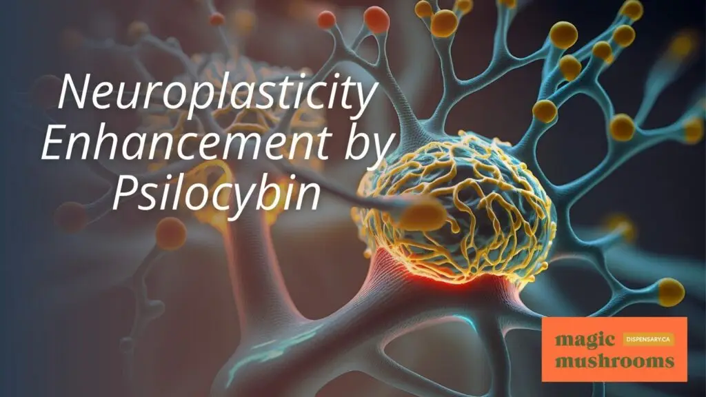 Neuroplasticity Enhancement by Psilocybin Neuroplasticity Enhancement by Psilocybin