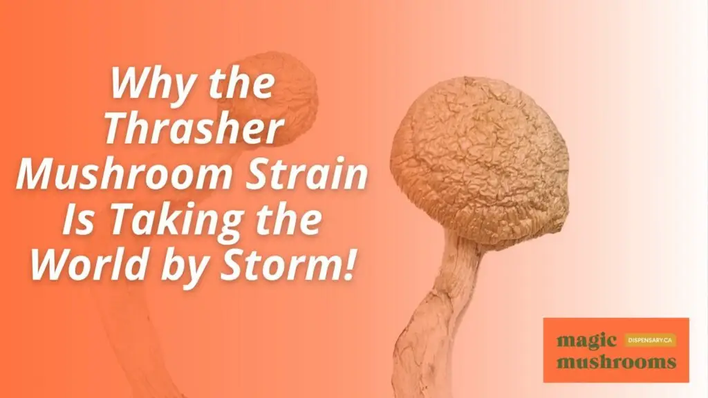 Thrasher Mushroom Strain