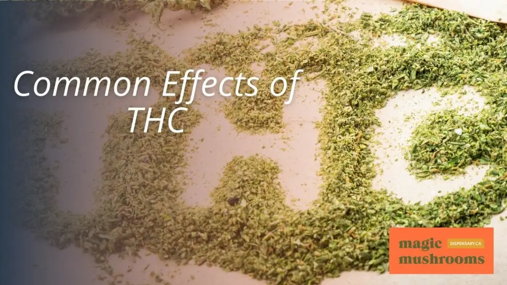 Common Effects of THC Common Effects of THC