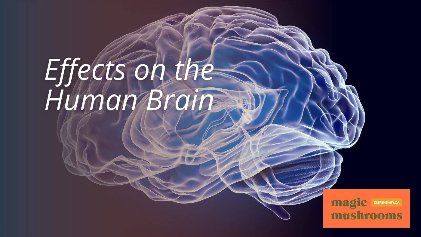 Effects on the Human Brain Effects on the Human Brain