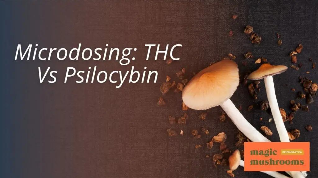 Microdosing THC Vs Psilocybin Microdosing THC Vs Psilocybin