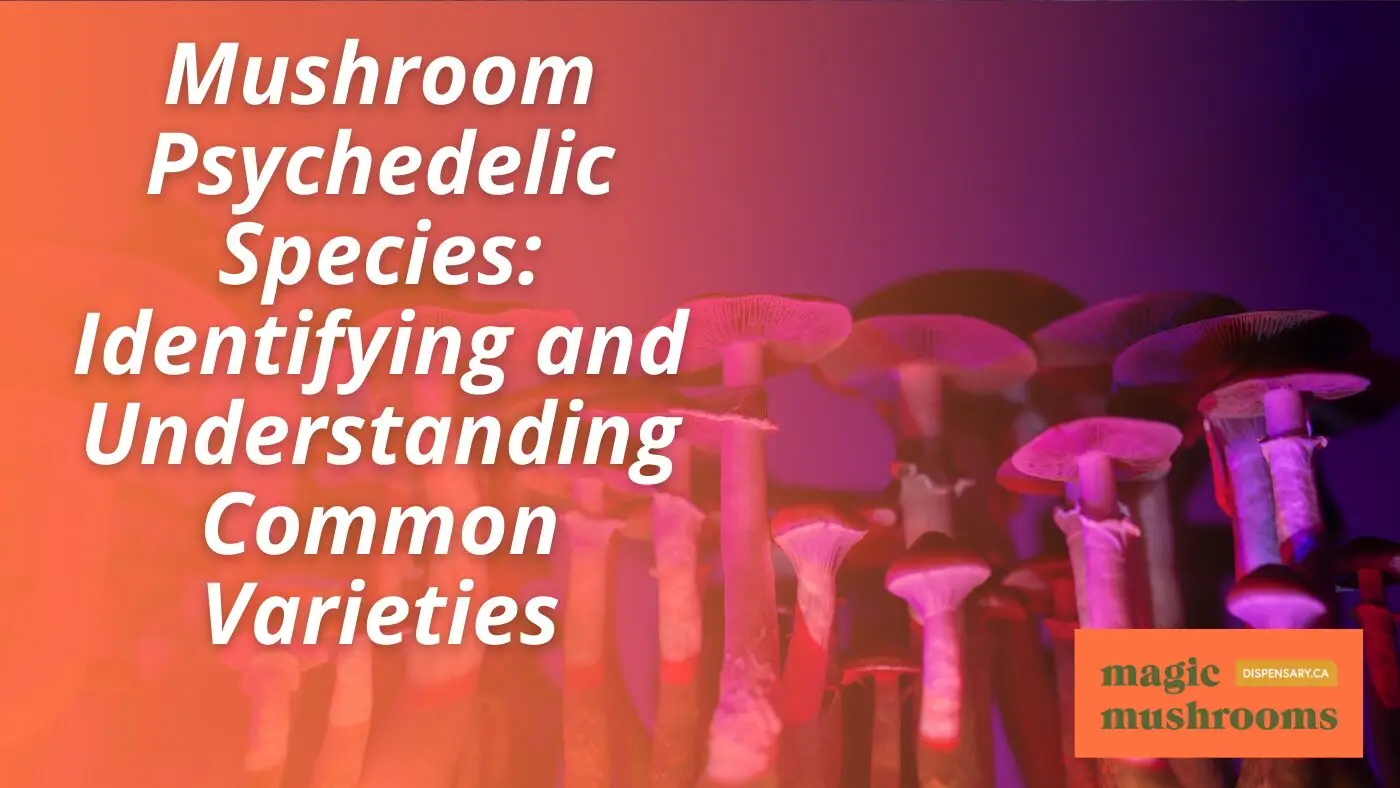 Mushroom Psychedelic Species Identifying and Understanding Common Varieties