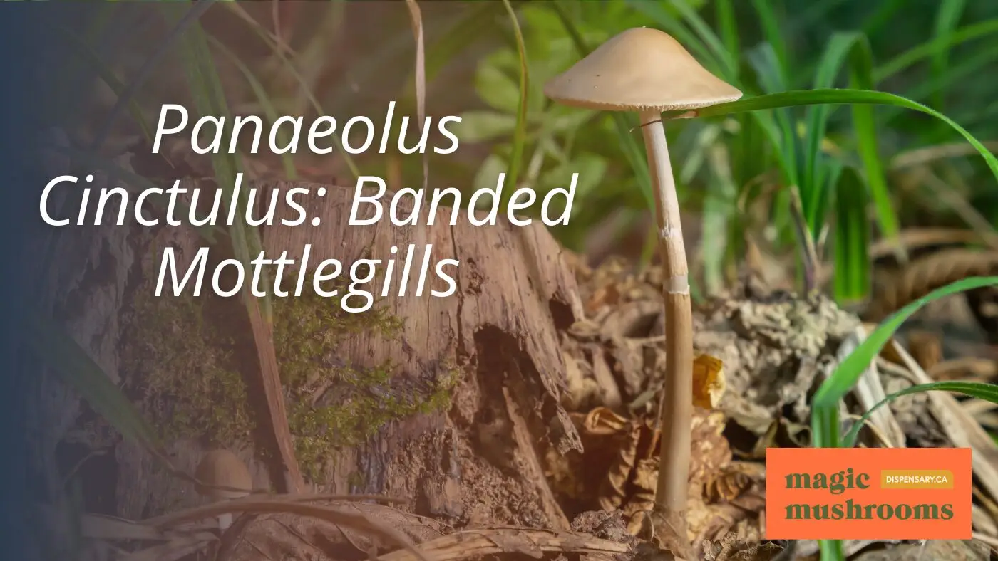 Panaeolus Cinctulus Banded Mottlegills Panaeolus Cinctulus Banded Mottlegills