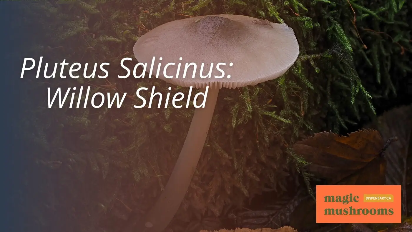 Pluteus Salicinus Willow Shield Pluteus Salicinus Willow Shield