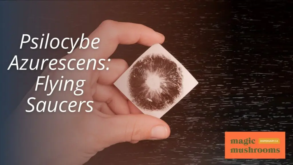 Psilocybe Azurescens Flying Saucers Psilocybe Azurescens Flying Saucers