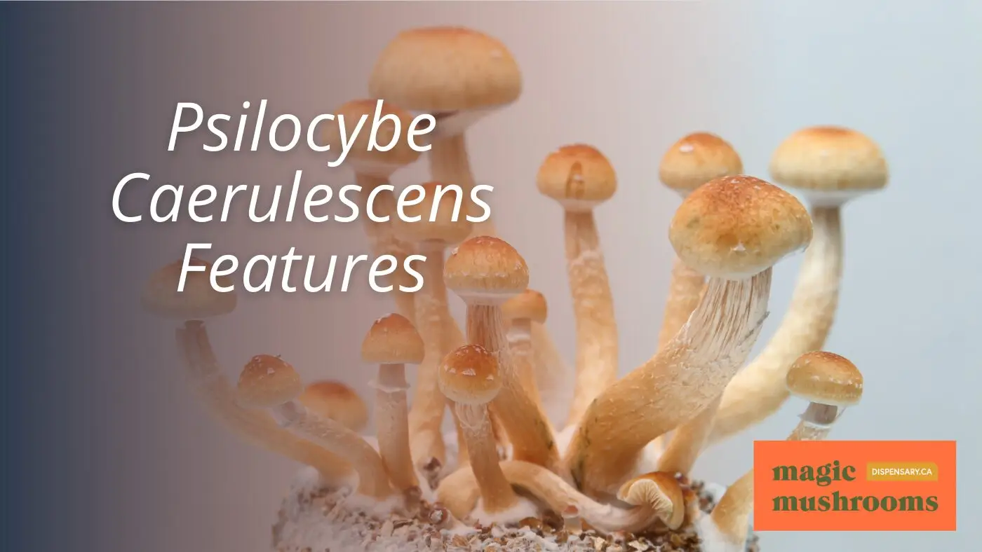 Psilocybe Caerulescens Features