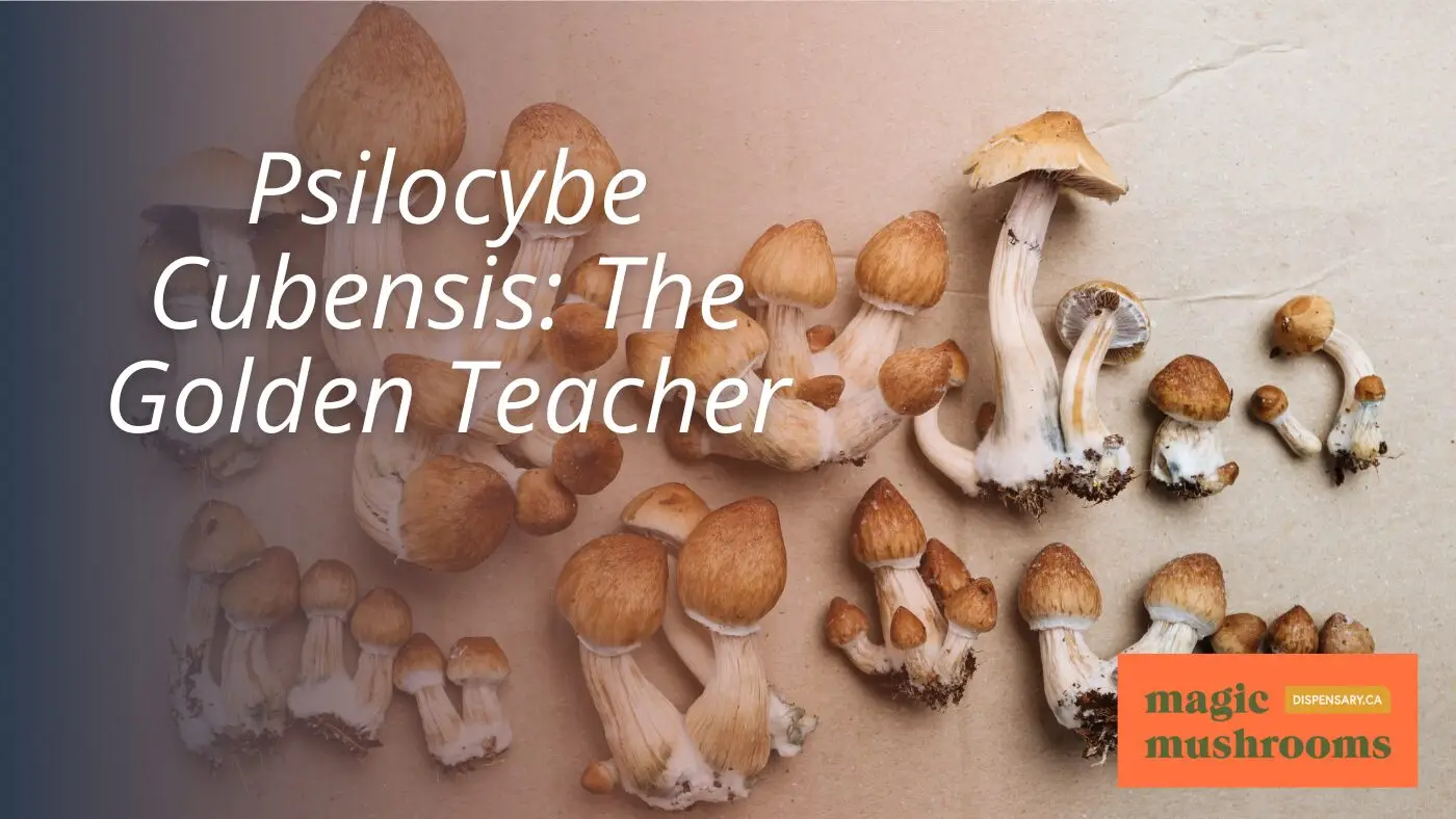 Psilocybe Cubensis The Golden Teacher Psilocybe Cubensis The Golden Teacher