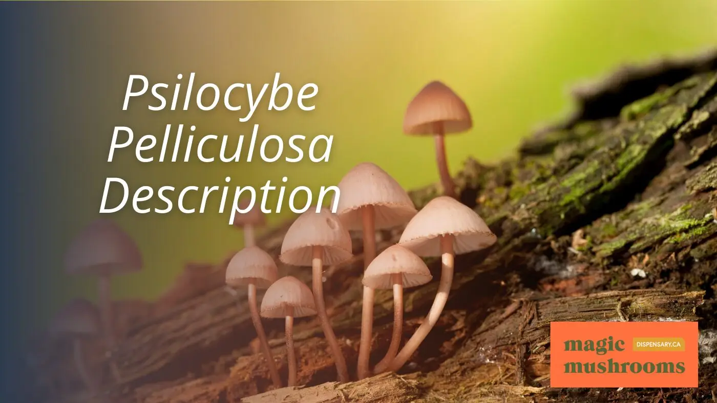 Psilocybe Pelliculosa Description