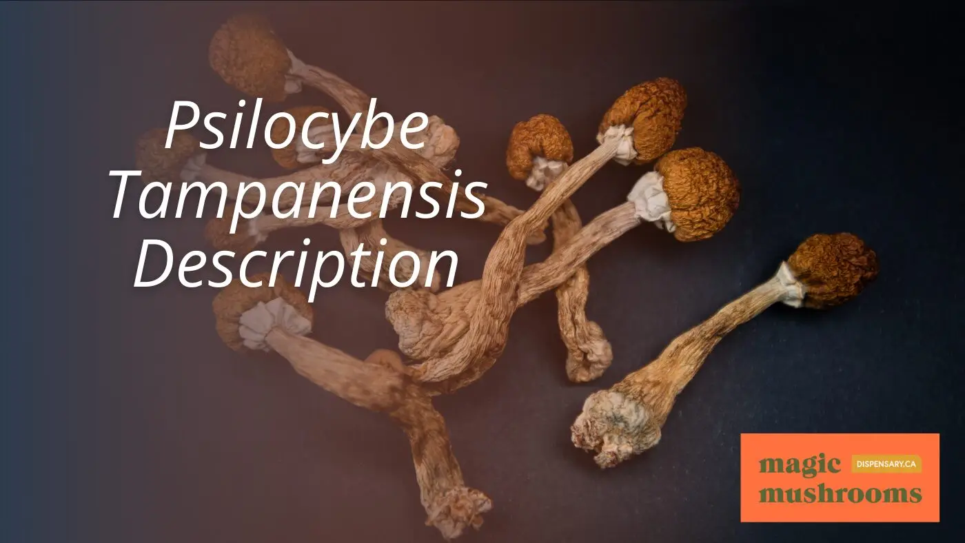 Psilocybe Tampanensis Description