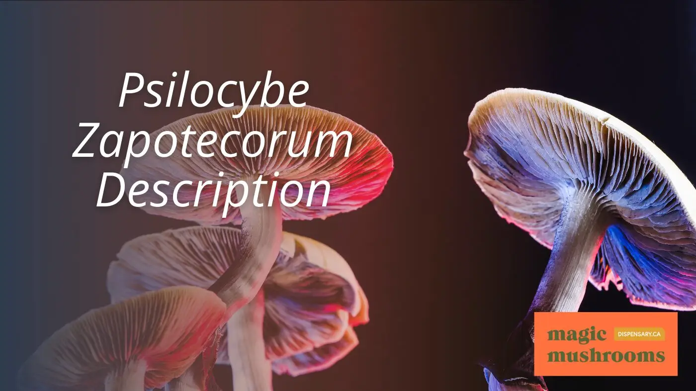 Psilocybe Zapotecorum Description